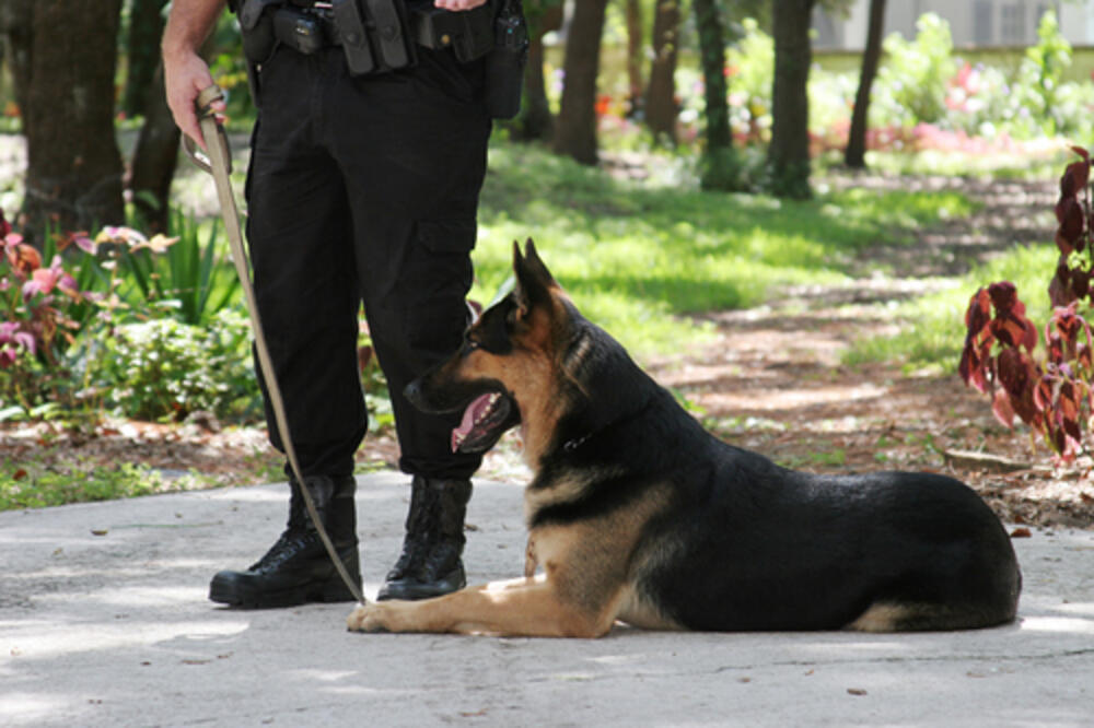 policijski pas, Foto: Shutterstock.com