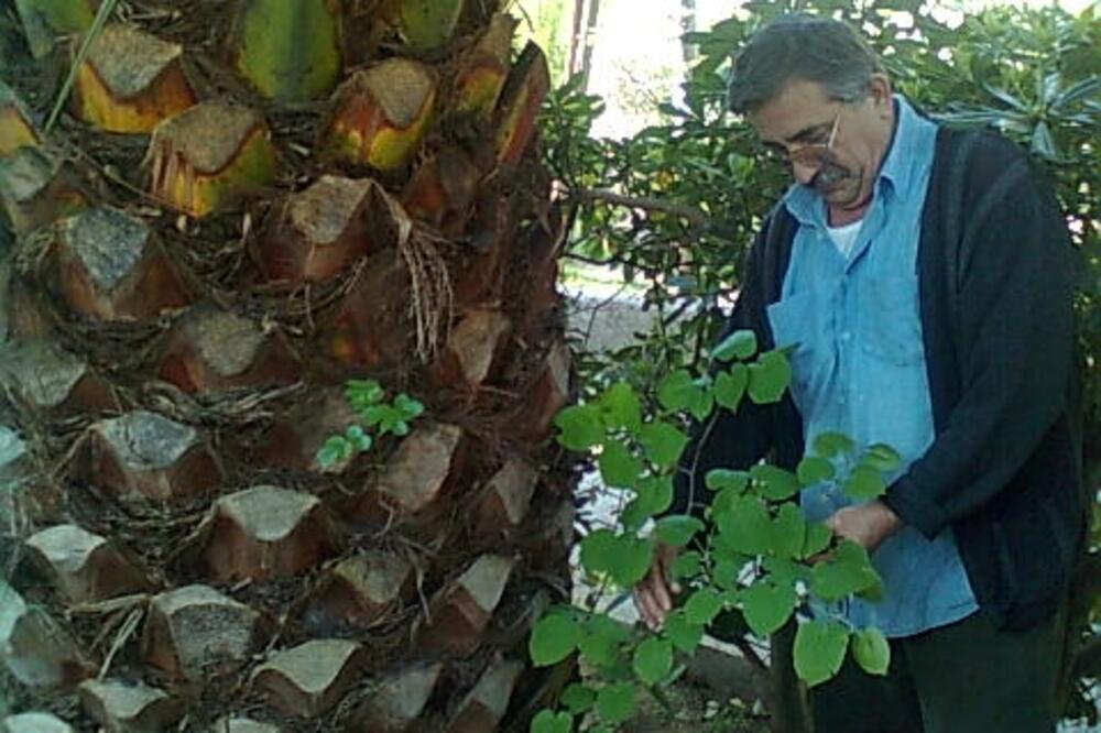 Kotor, lipa u palmi, Foto: Ivana Komnenić