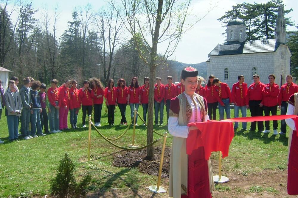 Brijest, Foto: Danijela Lasica