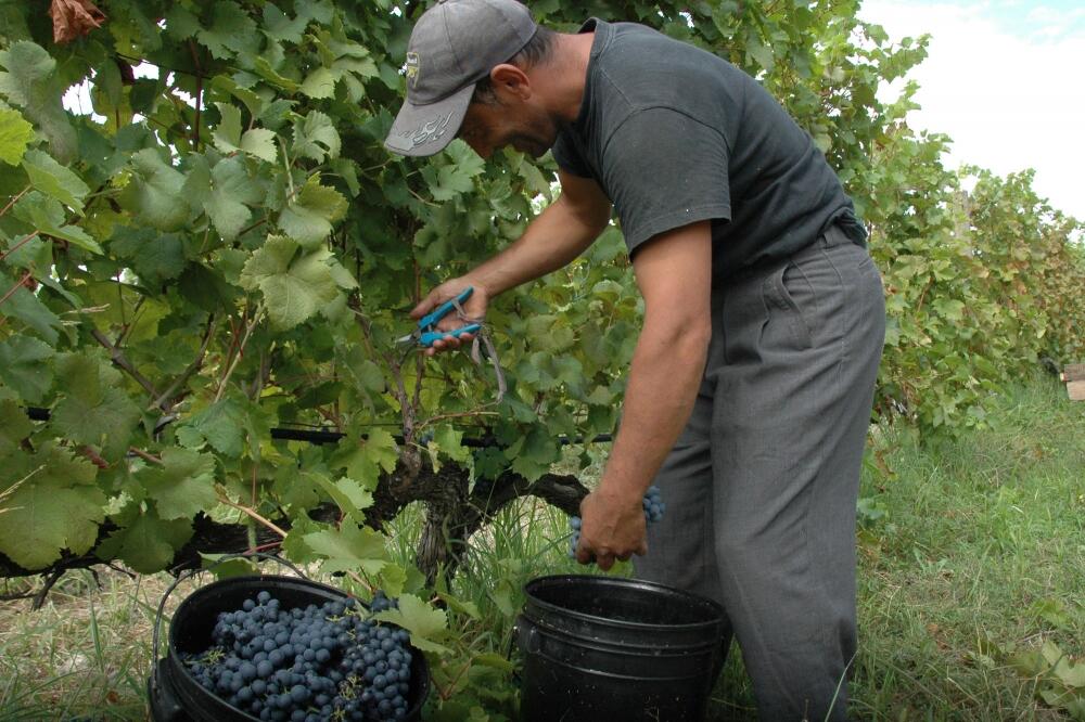 sezonski radnik, Foto: Arhiva "Vijesti"