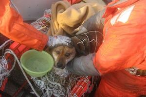 Pas spašen nakon 3 nedjelje od cunamija vraćen vlasnici