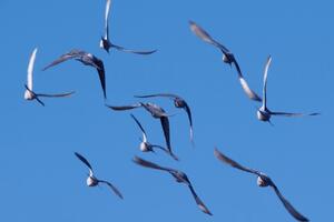 Ljepota usklađivanja