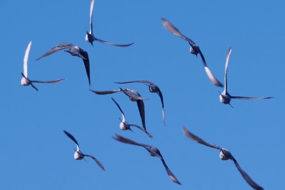 usklađivanje, Foto: Www.shutterstock.com
