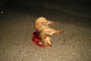 Psi dosadni pa ih ubijaju, a građani Berana ćute da im ko ne...