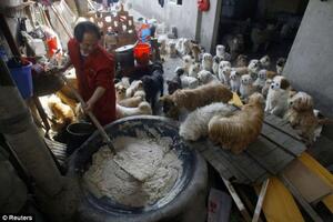 Bivši šef kuhinje Li u svom domu drži preko 140 pasa lutalica