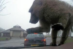 Babun uništio auto u safari parku?