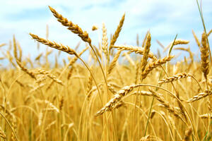 Pšenica iz Srbije zadržana zbog dodatnih analiza
