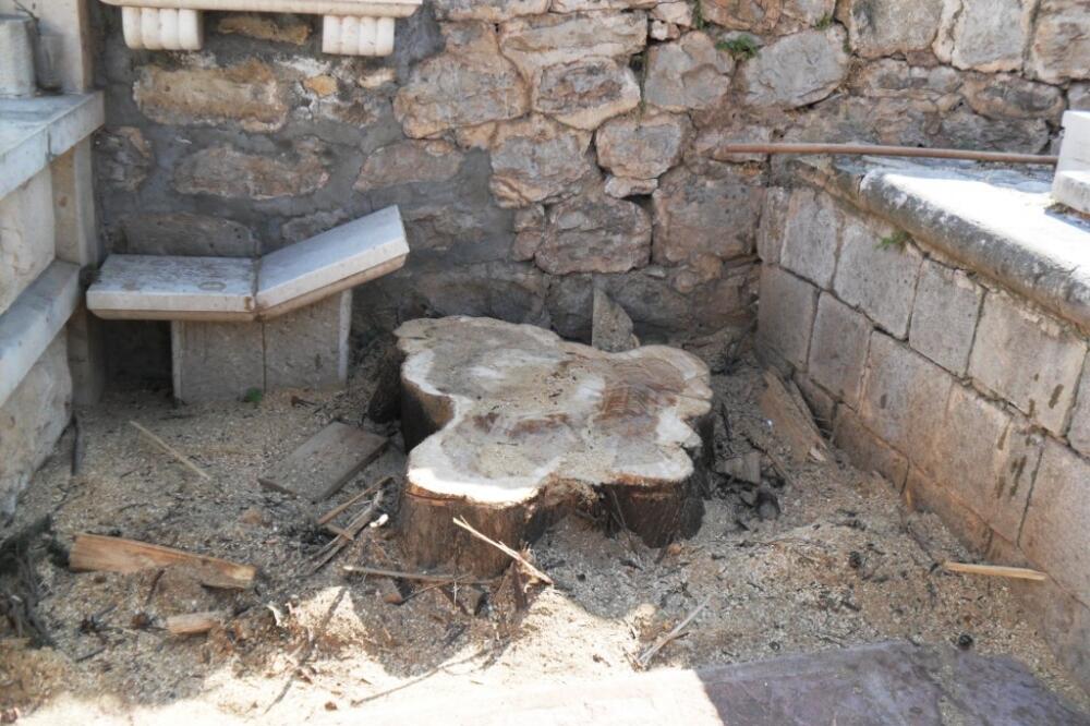 čempres, Foto: Vuk Lajović