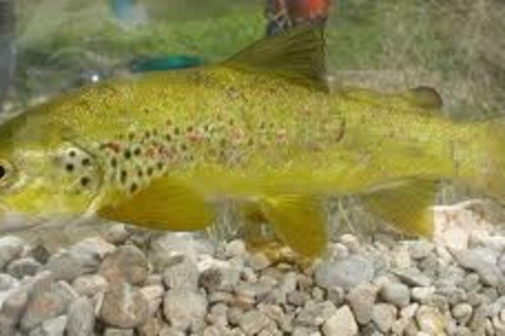 riba, Foto: Musicarenje.com