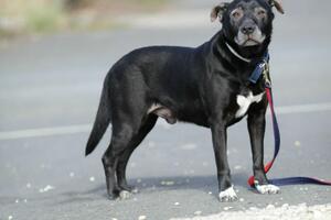 Pas Ginis ne može uživati u prirodi jer je alergičan na travu