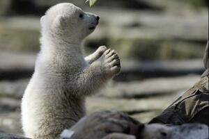 Uginuo najpopularniji medvjed Knut
