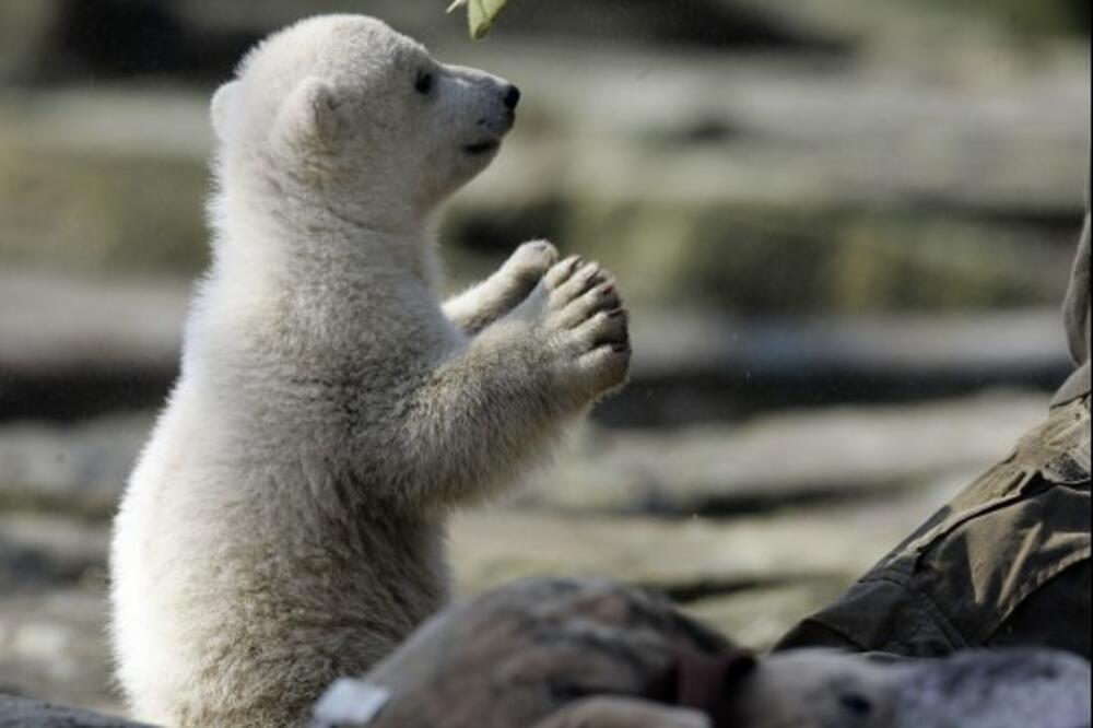 Knut, Foto: The Huffington Post