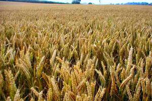 Ministarstvo poljoprivrede ne zna kolike su zalihe pšenice