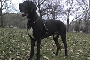 Danska doga donijela na svijet 17 mladunaca