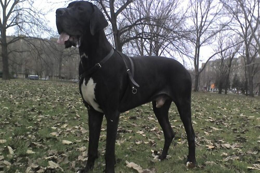 danska doga, Foto: Wikipedia