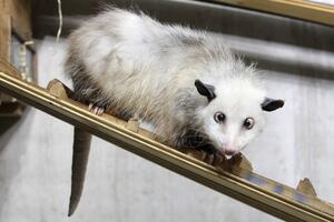 Razroki oposum Hajdi postao TV zvijezda