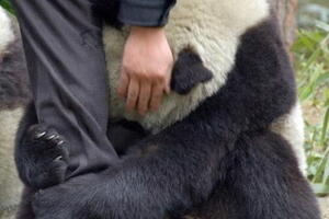 Japan: Panda od straha zagrlio nogu policajca