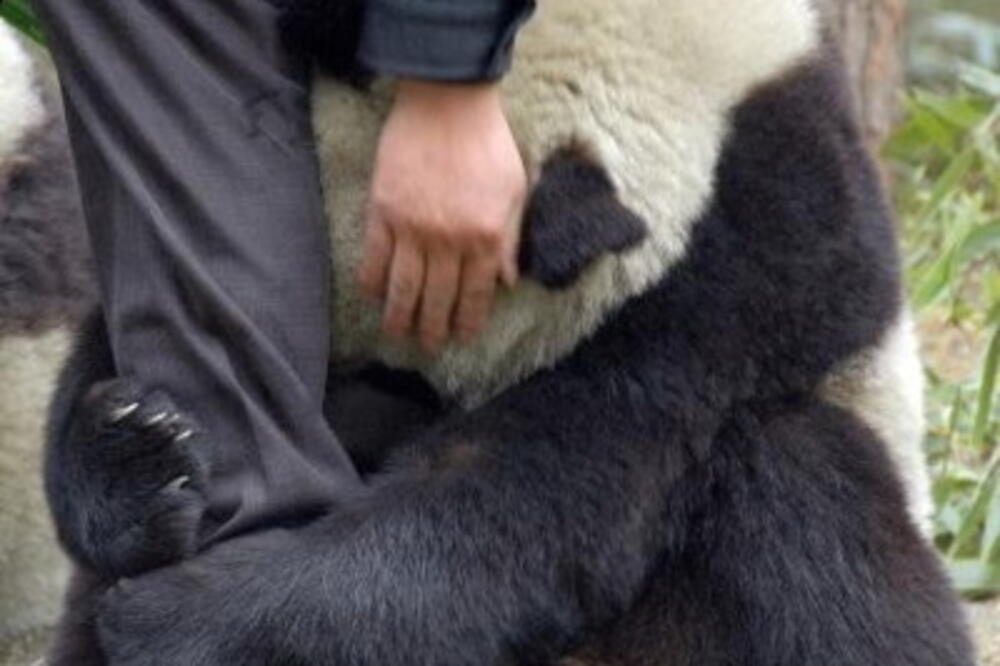 Pandaa, Foto: Talksy.com