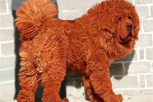 Najskuplji pas na svijetu prodat za milion eura