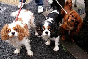 U Podgorici potpisivanje peticije za osnivanje policije za...