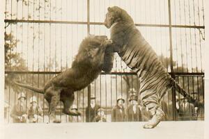 Tigar ubio lava u turskom zoološkom vrtu