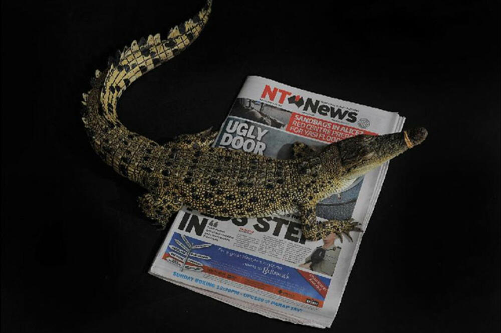 krokodil, Foto: Northern Territory News