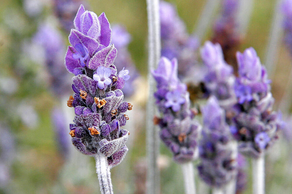 lavanda, Foto: Wikipedia