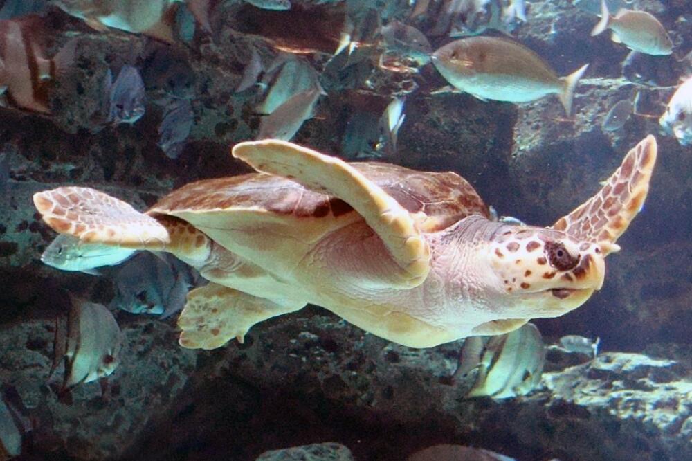 Kornjača, Foto: Academic