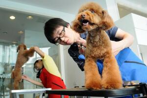 Porodice u Šangaju će moći da imaju samo jednog psa
