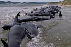 Na Novom Zelandu uginulo 107 kitova