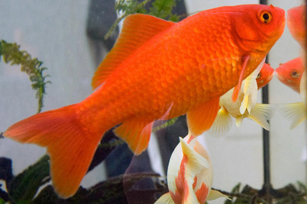 ribica, Foto: Wikipedia