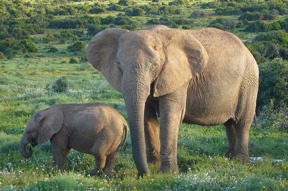 slonovi, Foto: Wikipedia