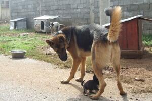 Rasni psi zbog hira ljudi postaju lutalice