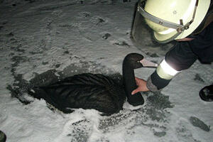 Vatrogasci rizikovali život zbog plastičnog labuda