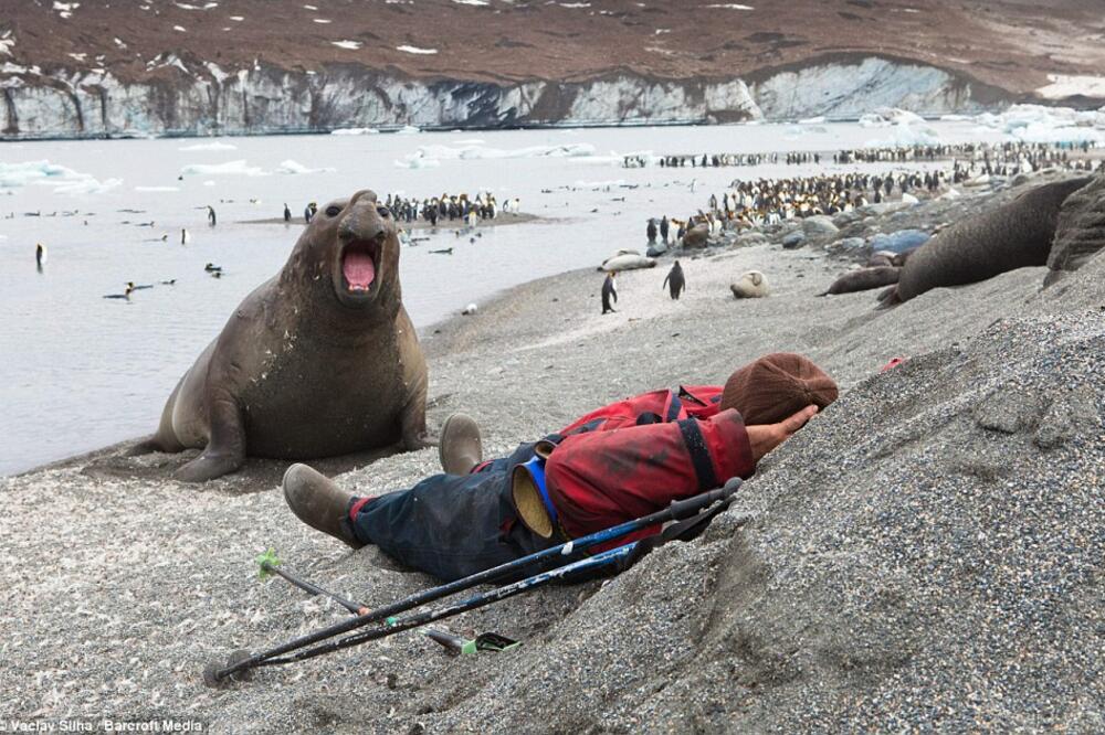 Morski slon, Foto: Dailymail.co.uk