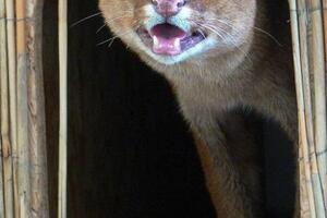 Upoznajte Frenka, razrokog jaguara