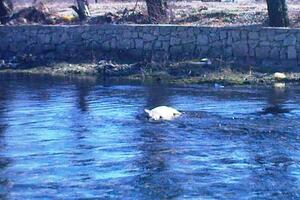 Čitalac reporter: Je li ovo ekološka država?