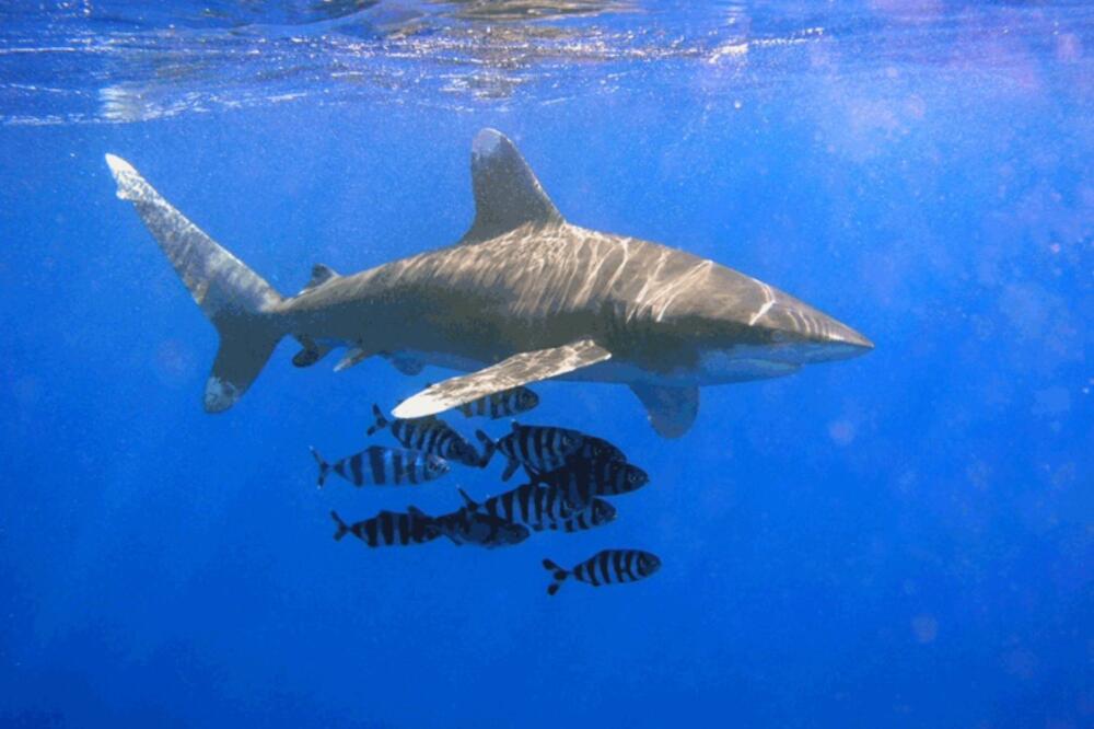 morski pas, Foto: Wikipedia