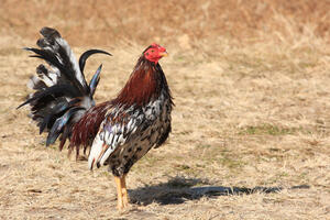 Organizator borbe pjetlova umro nakon što ga je pijetao izbo nožem