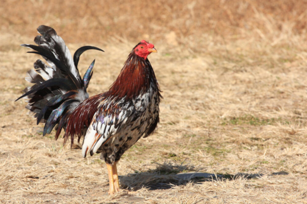 kokot, Foto: Shutterstock.com