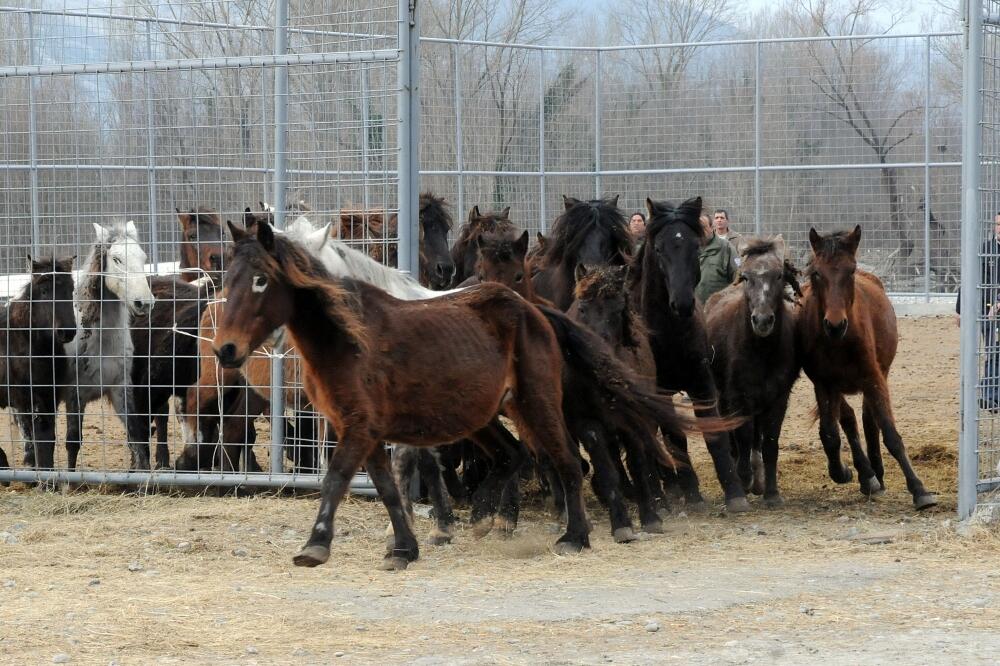 konji, Foto: Luka Zeković