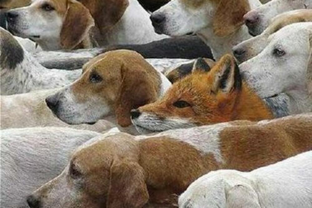 Lisica, Foto: Anorak