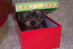 Žena pokušala da štene pošalje poštom kao rođendanski poklon