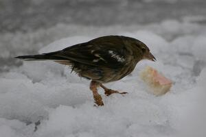 Ptice i dalje osjećaju efekte Černobila