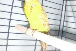 Kanarinac ostavljen u toaletu kladionice