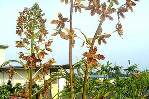U Brazilu procvjetala najveća orhideja na svijetu