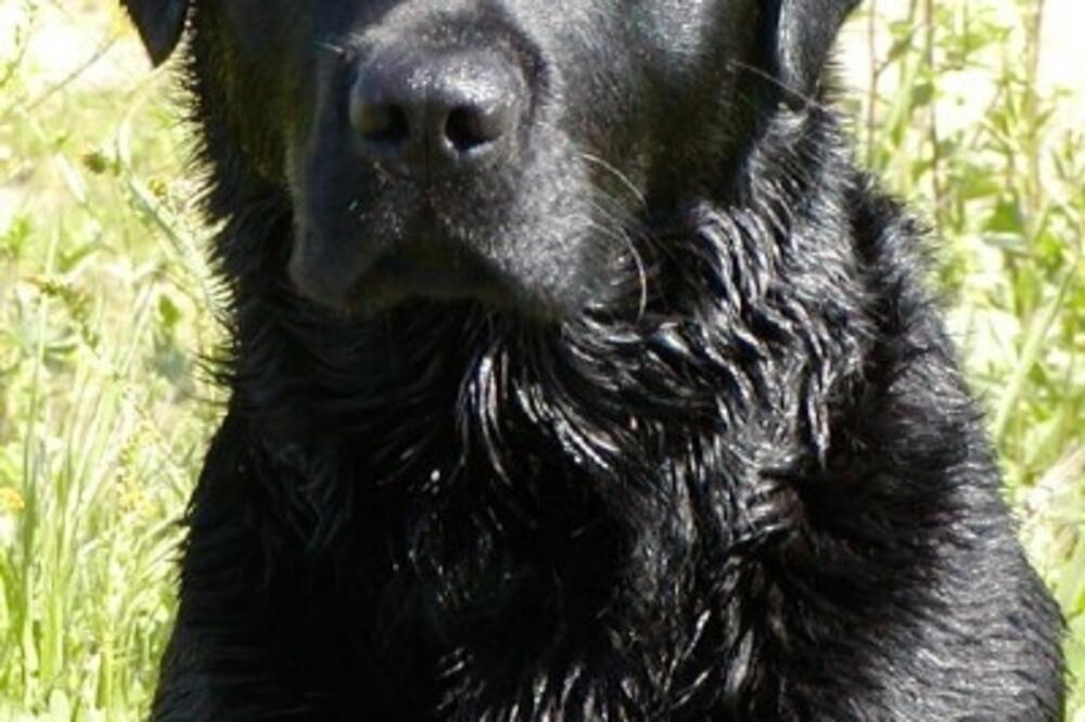 s1610_1, Foto: Varmintal.com