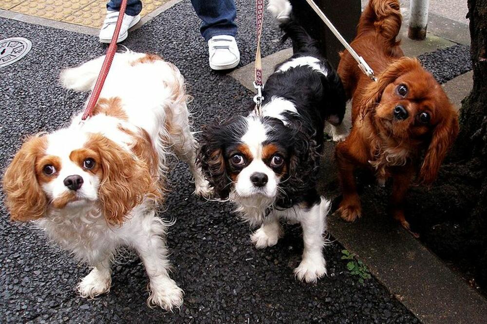 psi, Foto: Wikipedia