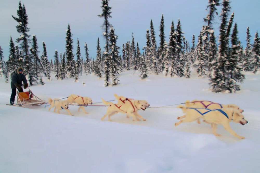 haski, Foto: Wikipedia