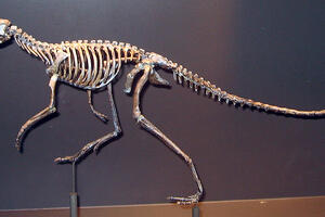 Najmanji odrasli dinosaur je bio veličine kokoške